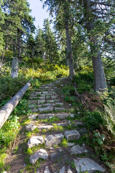 Path way in forest, summer nature landscape — ストック写真