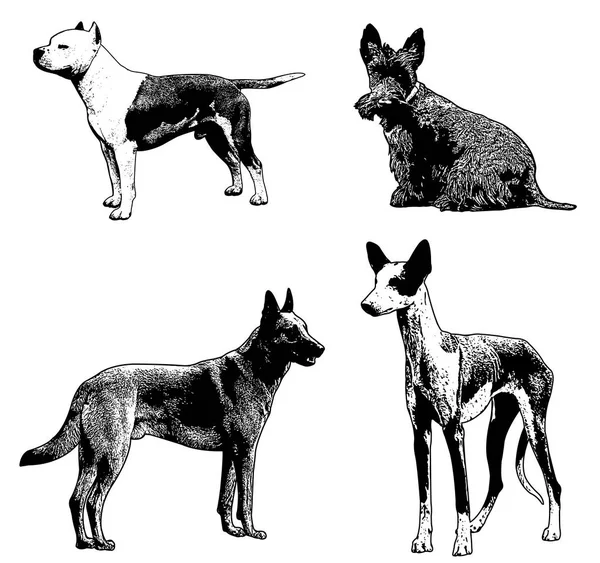 Породы собак рисунки — стоковый вектор