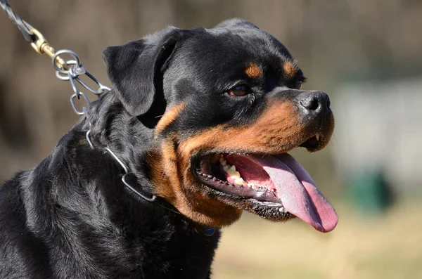 Zbliżenie na psa rottweiler — Zdjęcie stockowe