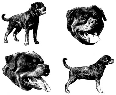 Rottweiler köpek kroki çizim