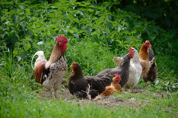 Gallo y gallinas en el día soleado al aire libre —  Fotos de Stock
