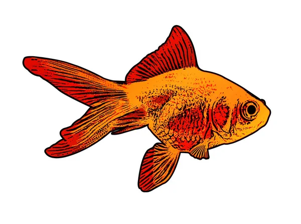 Illustratie van de gouden vis — Stockvector