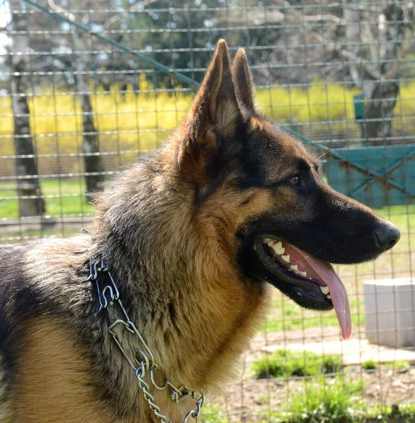 Profilo ravvicinato del cane pastore tedesco — Foto Stock