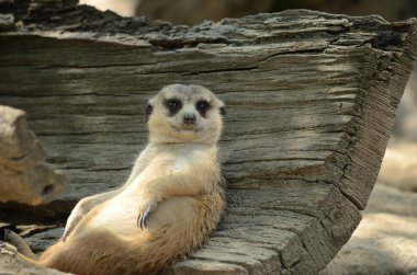 meerkat oturma ve rahatlatıcı