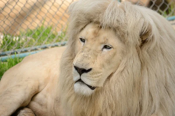 Портрет белого льва — стоковое фото
