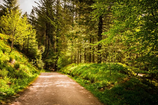 Floresta escura misteriosa em Bergen, Noruega — Fotografia de Stock