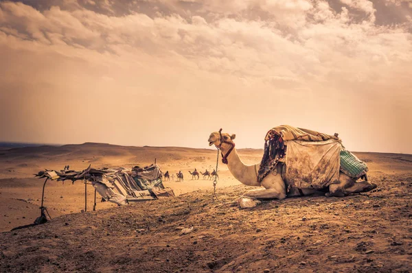 坐在开罗的埃及沙漠里的骆驼 — 图库照片
