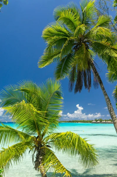 Paradise weergave van Rangiroa-atol, French Polynesia — Stockfoto