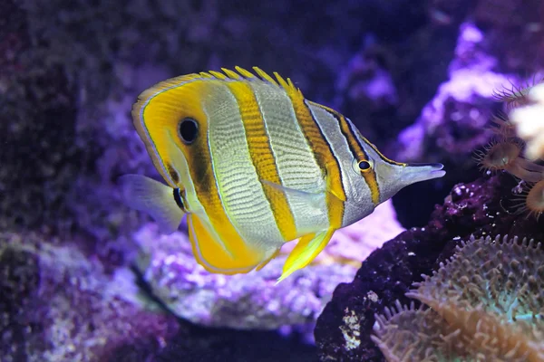 Banda de cobre Butterfly Fish — Fotografia de Stock