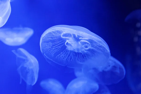 Moon Jelly Fish — Stock Photo, Image