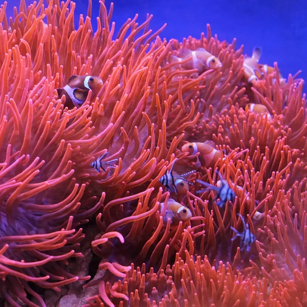 Orange Clown Fish — Stock Photo, Image