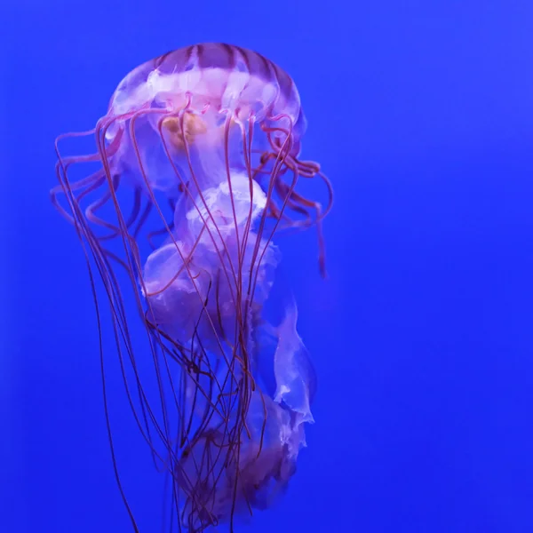 Purple Striped Jellyfish — Stock Photo, Image