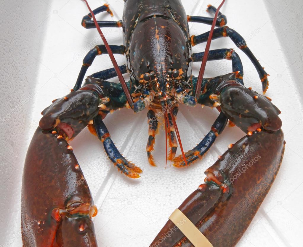 Live Lobster With Big Claws