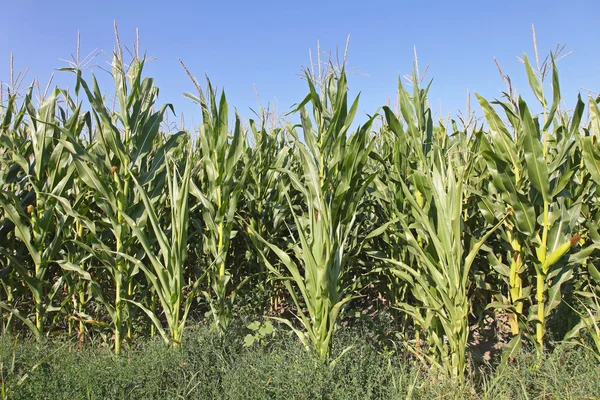 Campo de maíz verde — Foto de Stock