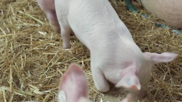 小猪在稻草 — 图库视频影像