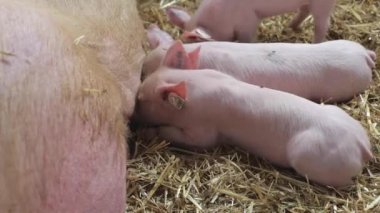 Yavru domuz çiftliğinde