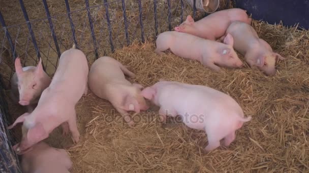 Varkens in de stal op boerderij — Stockvideo