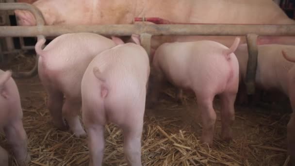 Baby Piglets at Farm — Stock Video