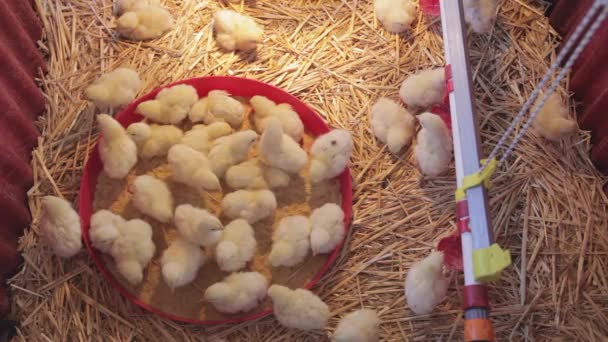 Κοτόπουλα μωρό Top viev κορμοί — Αρχείο Βίντεο