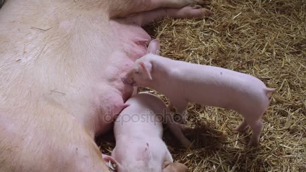 Piglets and Sow — Stock Video