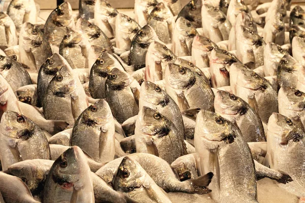 Sea Bream at Fish Market — Stock Photo, Image