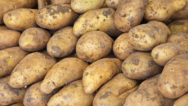 Patatas grandes crudas — Foto de Stock