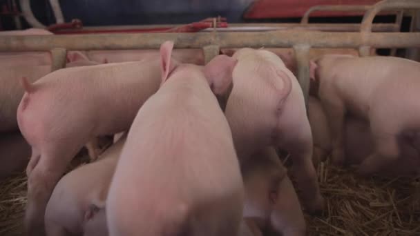 Farm Piglets at Farm — Stock Video