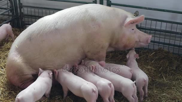 Grande porca na fazenda — Vídeo de Stock