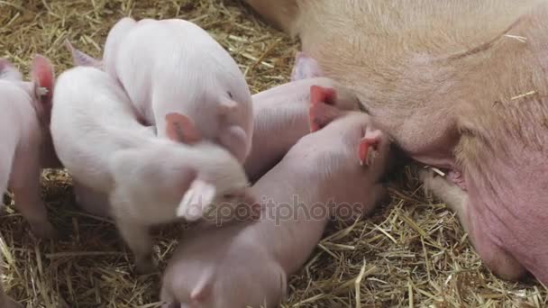 Leitões com muita fome — Vídeo de Stock