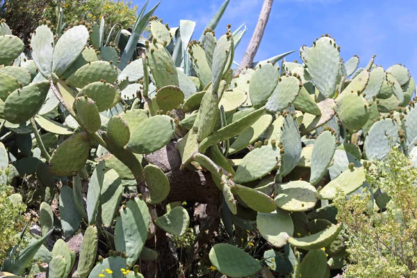 Cactus Mediterranean Vegetation — Stock Photo, Image
