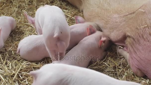 Leitões famintos na fazenda — Vídeo de Stock