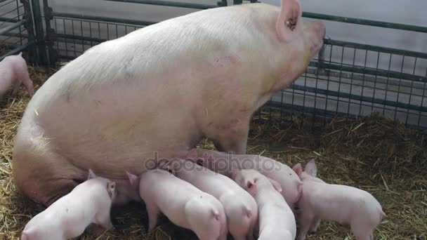 Sow and Piglets — Stock Video