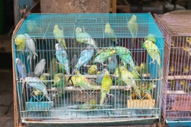 Kanarya kuş papağan