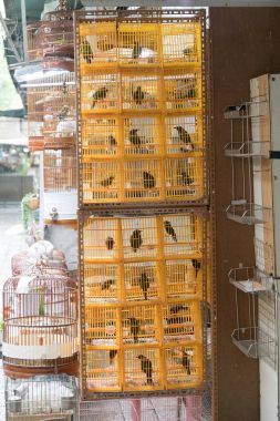 Sarı Birdcages ötücü