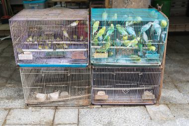 Kanarya Birdcages