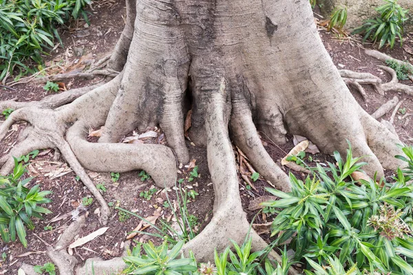 地上の木の根 — ストック写真