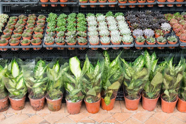 Plantskoleväxter i krukor — Stockfoto