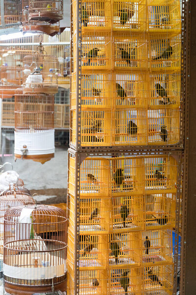Yellow Cages For Birds