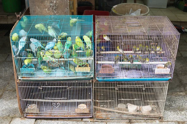 Canary Birds in Cages