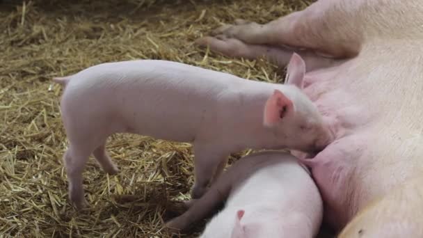 Piglet at Farm — Stock Video