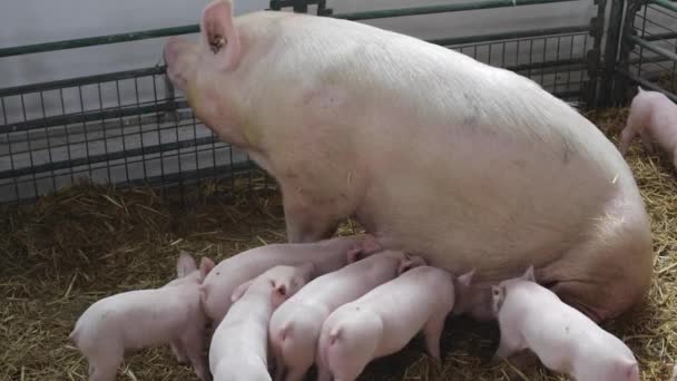 Cerda con lechones — Vídeos de Stock