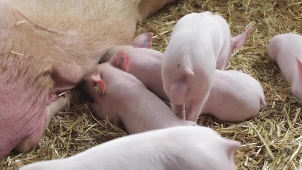 Suckling biggen op de boerderij — Stockvideo