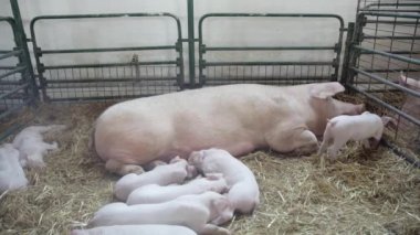 Uyuyan domuz çiftliği