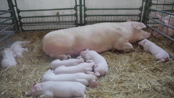 Big Sow Sleepy Piglets Pen Farm — Stock Video