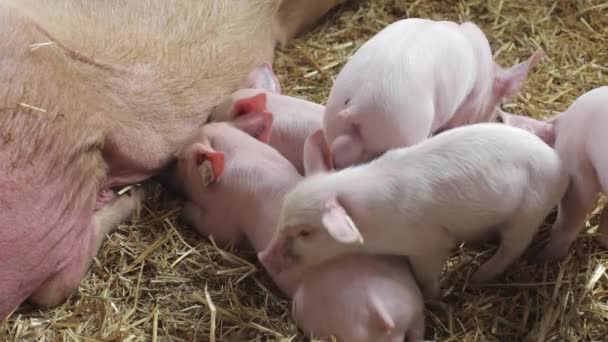 饥饿的小猪在农场吮吸 — 图库视频影像