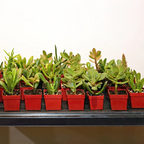 Vetplanten in potten — Stockfoto