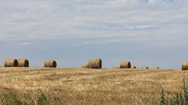 Campo de fardos de feno — Fotografia de Stock