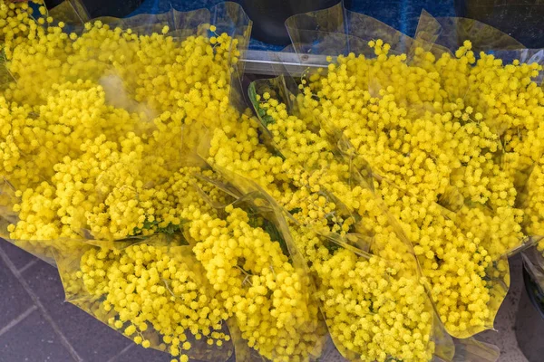 Mimosen — Stockfoto