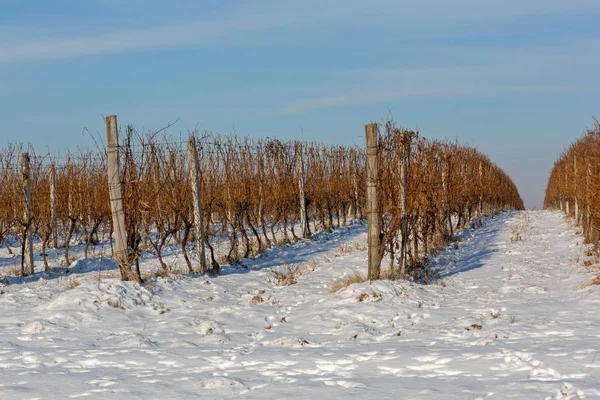ブドウ畑冬の雪 — ストック写真