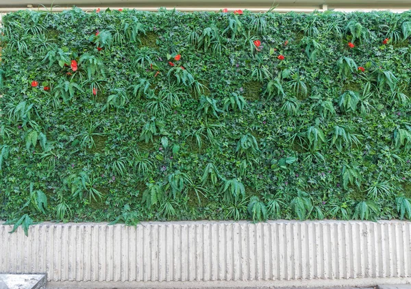 Artificial Hedge Wall — Stock Photo, Image